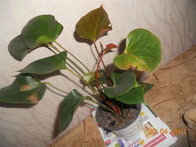 Лот: 1795527. Фото: 1. Антуриум Семпре. Горшечные растения и комнатные цветы