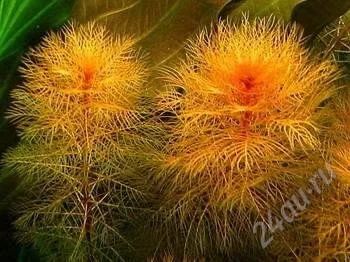Лот: 925935. Фото: 1. Miriophyllum mattogrossensis. Водные растения
