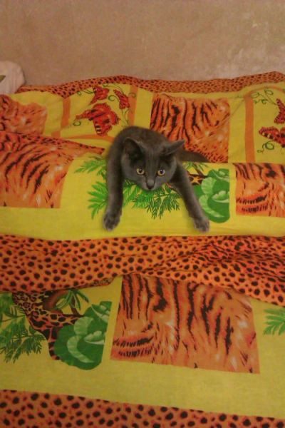 Лот: 6560889. Фото: 1. Кошечка. Кошки, котята