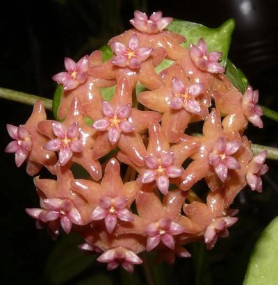 Лот: 3134420. Фото: 1. Хойя кагаенсис- Hoya cagayanensis. Горшечные растения и комнатные цветы