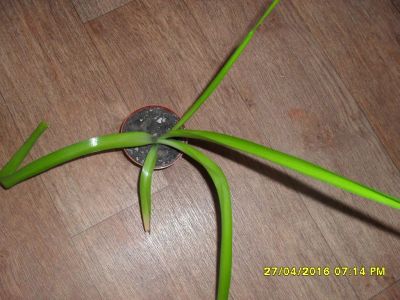 Лот: 7444995. Фото: 1. индийский лук для лечения. Горшечные растения и комнатные цветы