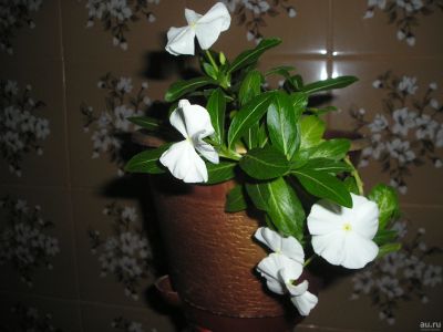 Лот: 12601353. Фото: 1. Катарантус белый ,ампельный. Горшечные растения и комнатные цветы