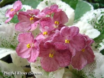 Лот: 2037128. Фото: 1. Playful Kisses фиалка. Горшечные растения и комнатные цветы