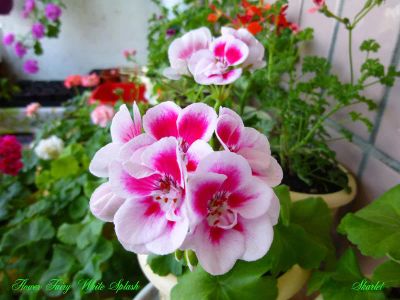 Лот: 10571851. Фото: 1. Зональная пеларгония "PAC Flower... Горшечные растения и комнатные цветы