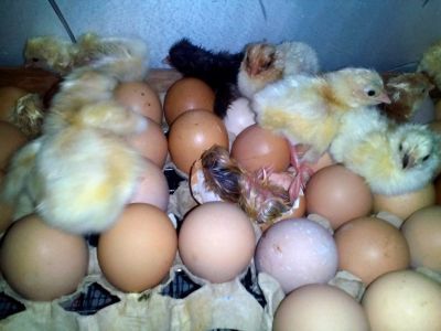 Лот: 7862946. Фото: 1. Яйцо куриное "Инкубационное... Птицы