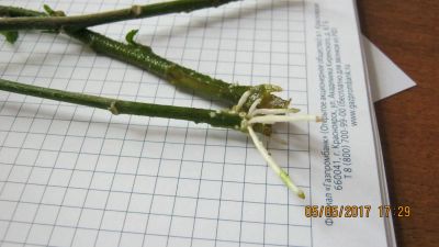 Лот: 9613838. Фото: 1. укорененный черенок гибискуса... Горшечные растения и комнатные цветы