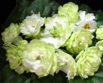Лот: 2269534. Фото: 1. Лист сортовой фиалки "Spring Rose... Горшечные растения и комнатные цветы