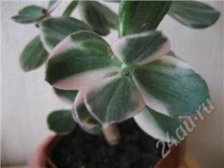 Лот: 1209164. Фото: 1. Крассула вариегатная (Crassula... Горшечные растения и комнатные цветы