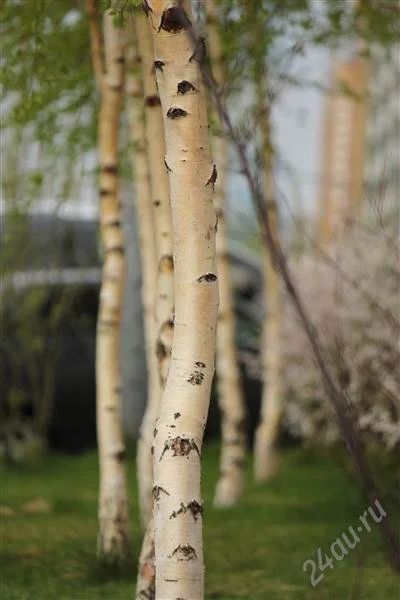 Лот: 2596712. Фото: 1. обьектив canon ef-s 55- 250mm. Объективы