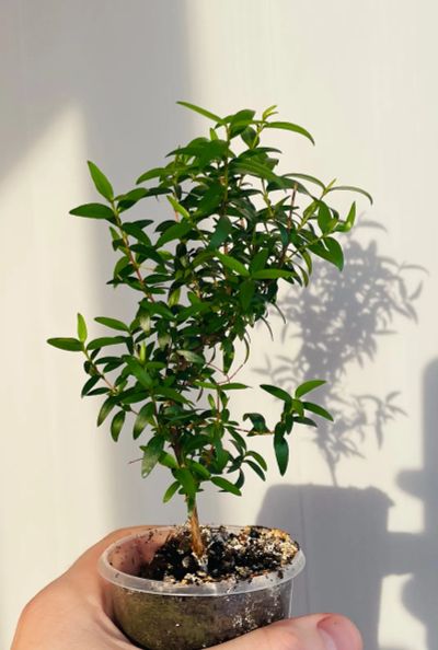 Лот: 9590133. Фото: 1. Мирт (Myrtus microphylla). Горшечные растения и комнатные цветы