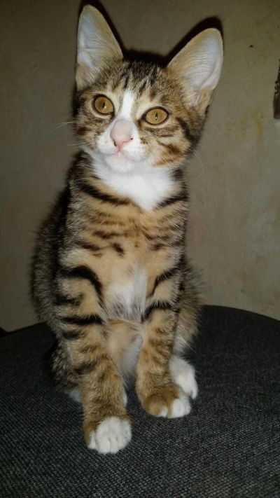 Лот: 4287171. Фото: 1. Курильский бобтейл девочка. Кошки, котята