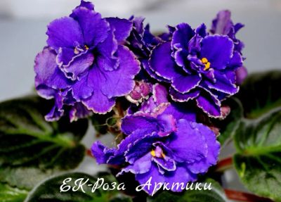 Лот: 8474183. Фото: 1. Фиалка сортовая ЕК-Роза Арктики... Горшечные растения и комнатные цветы