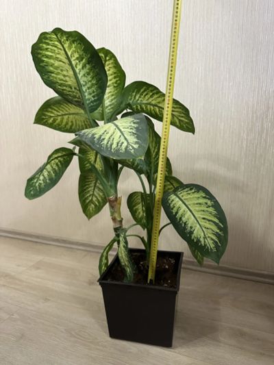 Лот: 19863095. Фото: 1. Диффенбахия Tropic Snow. Горшечные растения и комнатные цветы