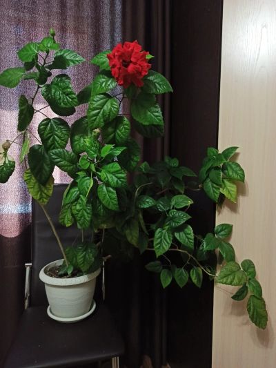 Лот: 16217725. Фото: 1. Гибискус большой, с махровыми... Горшечные растения и комнатные цветы