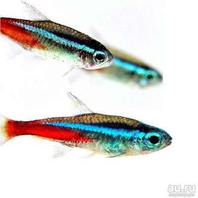 Лот: 13540853. Фото: 1. Неон голубой аквариумная рыбка... Рыбки