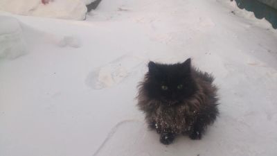 Лот: 10347496. Фото: 1. Котятки. Кошки, котята