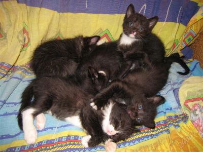 Лот: 1440202. Фото: 1. Чудесные котята. Кошки, котята