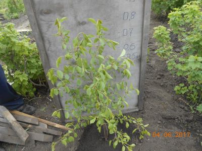 Лот: 9791113. Фото: 1. Саженец вишни на ножке. Высота-80... Ягоды