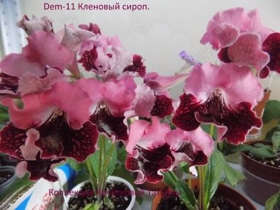 Лот: 11798624. Фото: 1. Стрептокарпус ДЕМ11-Кленовый сироп... Горшечные растения и комнатные цветы