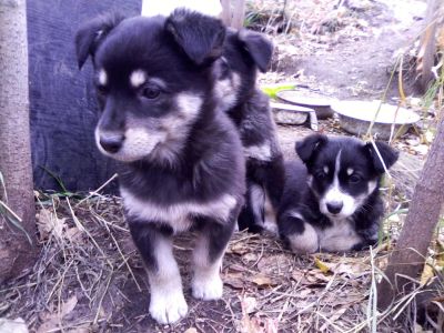 Лот: 6307892. Фото: 1. Щенки дворовой собаки. Собаки, щенки
