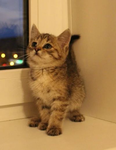 Лот: 6342660. Фото: 1. полосатый котенок. Кошки, котята
