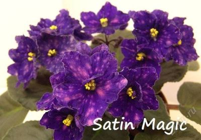 Лот: 2306480. Фото: 1. Satin Magic фиалка. Горшечные растения и комнатные цветы