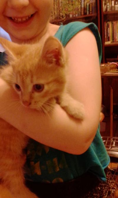 Лот: 7848861. Фото: 1. ласковый и игривый котенок. Кошки, котята