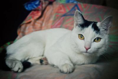 Лот: 6569453. Фото: 1. Молодая кошка в добрые руки, бесплатно... Кошки, котята