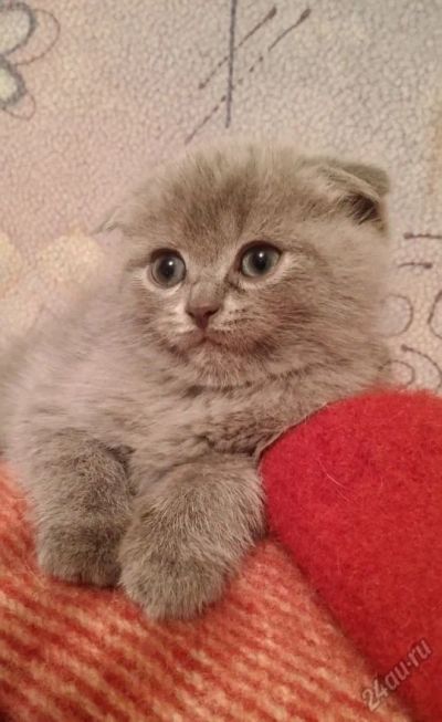 Лот: 5864520. Фото: 1. Шотландский вислоухий мальчик. Кошки, котята