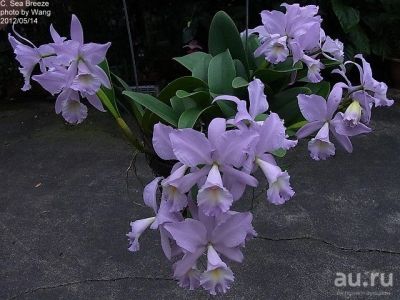 Лот: 16423803. Фото: 1. Cattl. Sea Breeze Fellerants Pride... Горшечные растения и комнатные цветы
