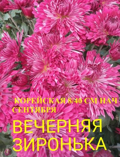 Лот: 9768320. Фото: 1. Набор хризантем №5. Садовые цветы