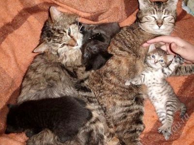 Лот: 969898. Фото: 1. Котята курильского бобтейла. Остальные животные