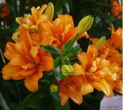 Лот: 3735222. Фото: 1. Лилия orange twins. Другое (семена, рассада, садовые растения)