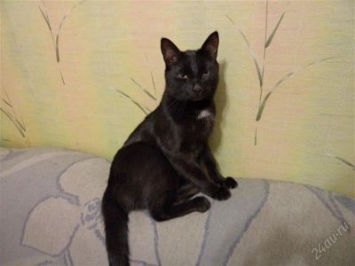 Лот: 1633217. Фото: 1. отдам. Кошки, котята