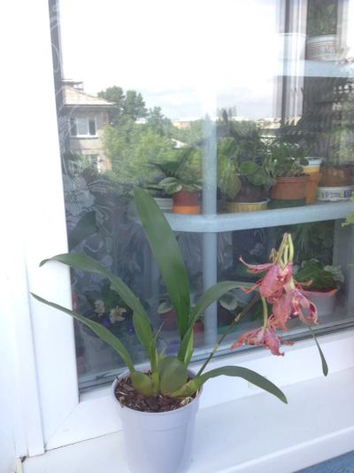 Лот: 7835293. Фото: 1. Орхидея Камбрия тигровая. Горшечные растения и комнатные цветы
