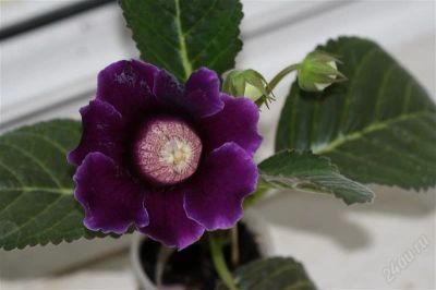 Лот: 2882587. Фото: 1. Глоксиния 27 (цветущее растение... Горшечные растения и комнатные цветы