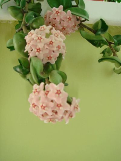 Лот: 5055663. Фото: 1. хойя( Hoya compacta). Горшечные растения и комнатные цветы
