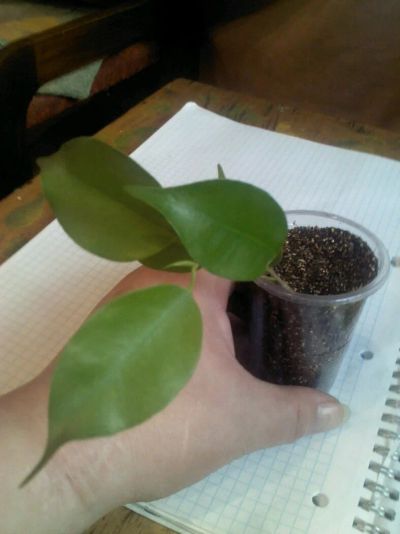 Лот: 11011462. Фото: 1. эстер фикус........... Горшечные растения и комнатные цветы