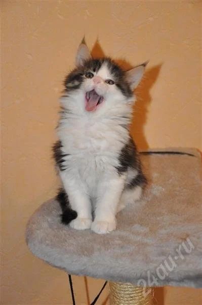 Лот: 579559. Фото: 1. Котята Мейн-кун (домашние рыси... Остальные животные