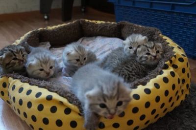 Лот: 14322367. Фото: 1. Британские котята. Кошки, котята