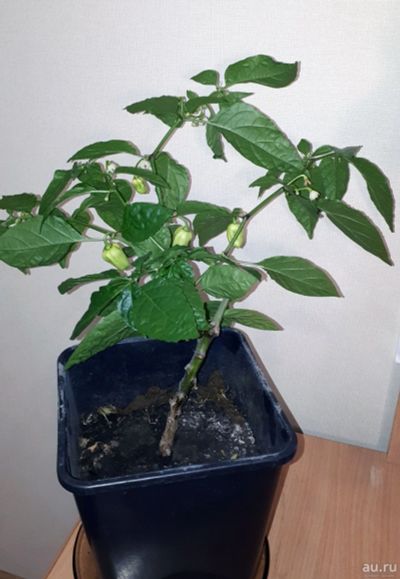 Лот: 13800823. Фото: 1. Habanero Gambia Red, Взрослое... Горшечные растения и комнатные цветы