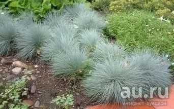 Лот: 9673720. Фото: 1. Овсяница голубая. Садовые цветы