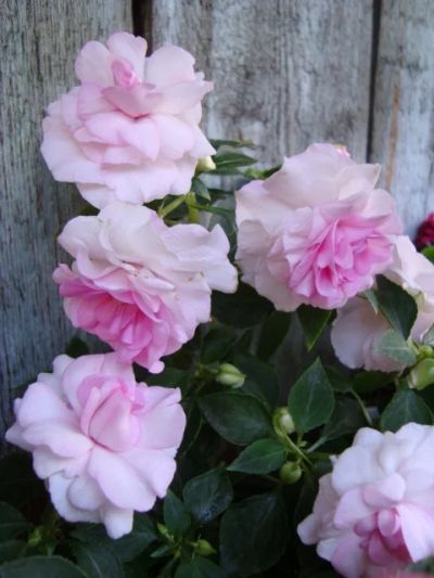 Лот: 3962493. Фото: 1. Бальзамин махровый Apple Blossom. Горшечные растения и комнатные цветы