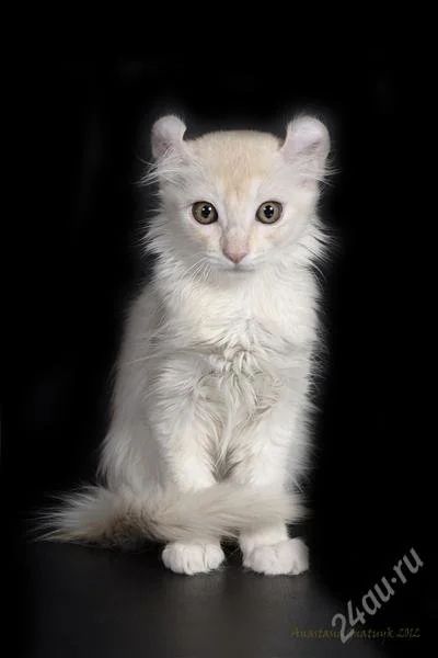 Лот: 2225760. Фото: 1. Кошечка породы Американский керл... Кошки, котята