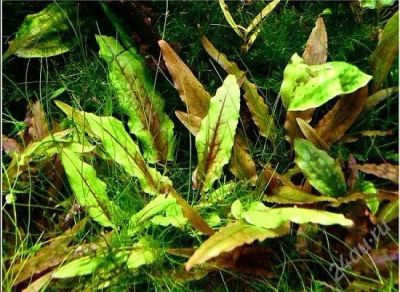 Лот: 1001305. Фото: 1. "Green Gecko" Криптокорина Вендта... Водные растения