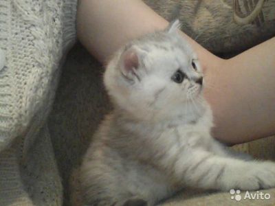 Лот: 7328911. Фото: 1. Британцы крупные мальчики. Кошки, котята