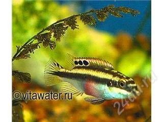 Лот: 117558. Фото: 1. Pelmatochromis kribensis - Цихлида-попугай... Рыбки
