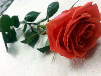 Лот: 3900002. Фото: 1. Розы Голландия 65руб 40см. Свежие цветы