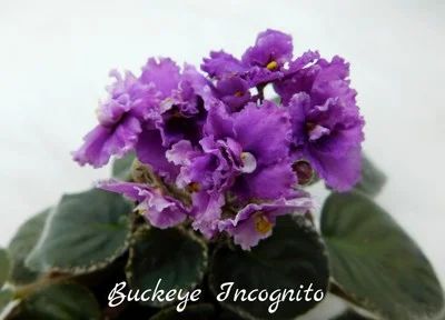 Лот: 4624790. Фото: 1. Фиалка сортовая Buckeye Incognito... Горшечные растения и комнатные цветы
