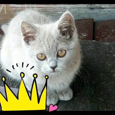 Лот: 12126447. Фото: 1. Кошечка красавица. Кошки, котята